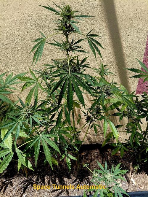 OUT26/NEW/ SPACE TUNNELS- Sensi Seeds. Week 8