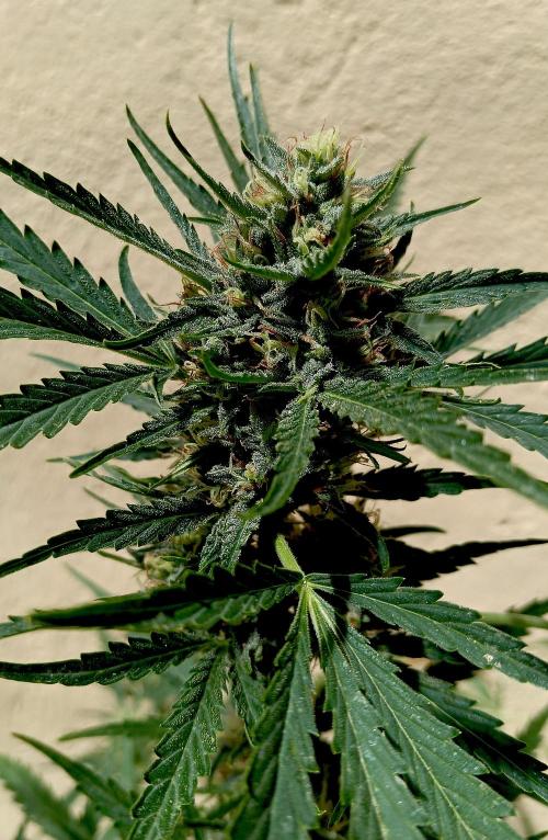 OUT26/NEW/ SPACE TUNNELS- Sensi Seeds. Week 8
