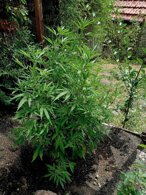 Outdoor 26// Hippieweed +Honey Cream. Week 13