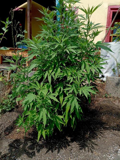 Outdoor 26// Hippieweed +Honey Cream. Week 13