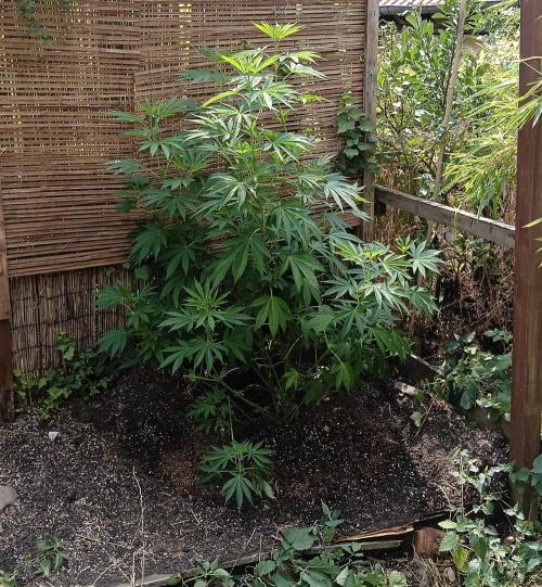 Outdoor 26// Alpskush- Swisscannabinoid. Week 13