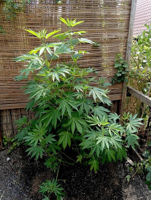 Outdoor 26// Alpskush- Swisscannabinoid. Week 13