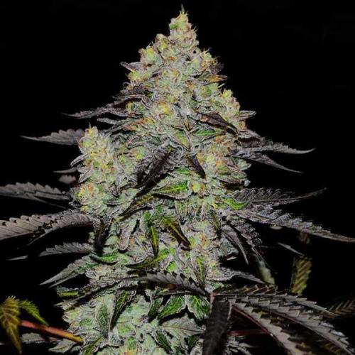 Zinnapple. Week 0