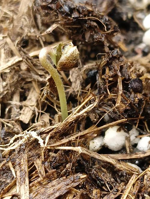 Zinnapple. Week 1