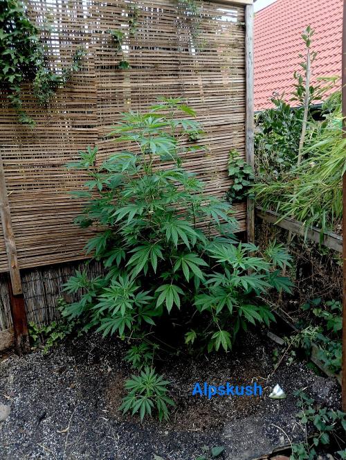 Outdoor 26// Alpskush- Swisscannabinoid. Week 14