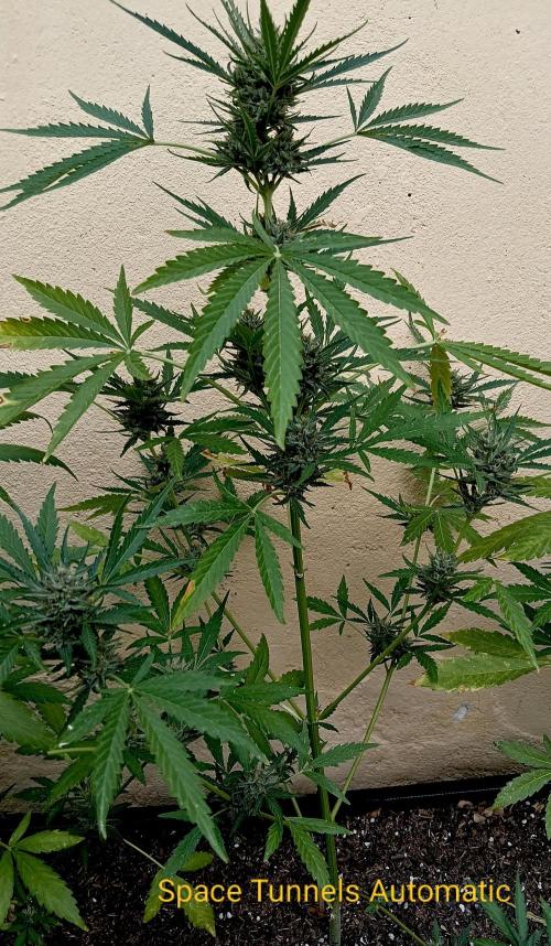 OUT26/NEW/ SPACE TUNNELS- Sensi Seeds. Week 9