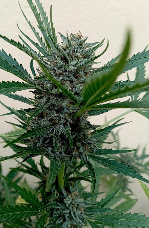 OUT26/NEW/ SPACE TUNNELS- Sensi Seeds. Week 9
