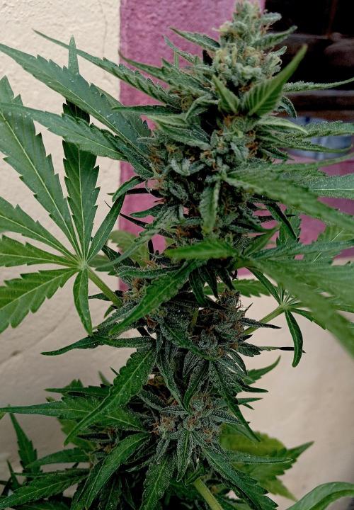 OUT26 //C4- Automatic// SensiSeeds. Week 9