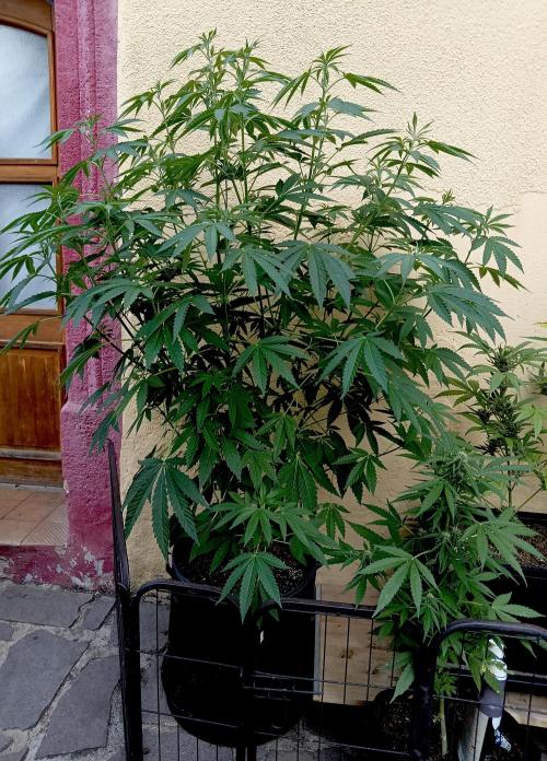 OUT26/NEW/ RED BOTTOMS- Sensi Seeds. Week 9