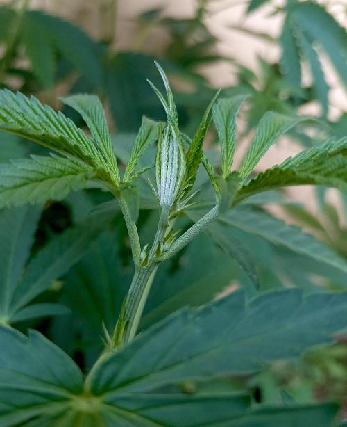 OUT26/NEW/ RED BOTTOMS- Sensi Seeds. Week 9