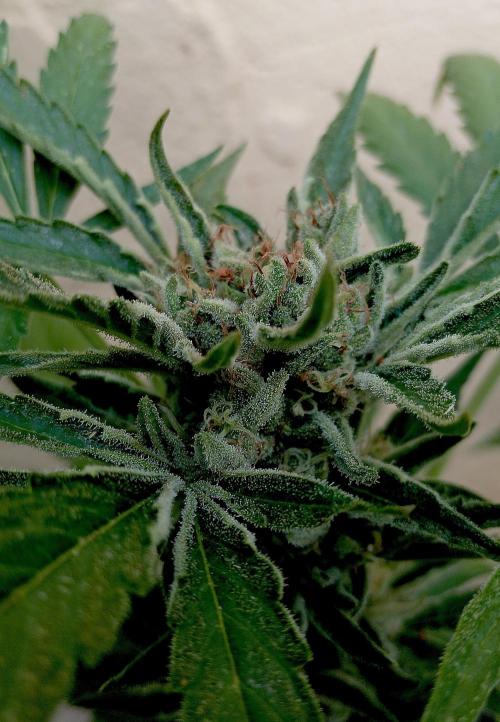 OUT 26/ New/ Full Throttle Sensi Seeds. Week 9