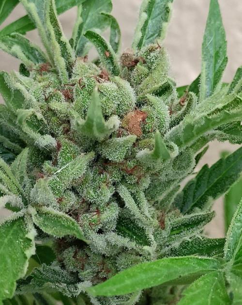 OUT 26/ New/ Full Throttle Sensi Seeds. Week 12
