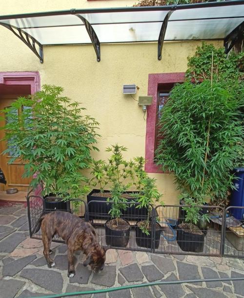 OUT 26/ New/ Full Throttle Sensi Seeds. Week 12