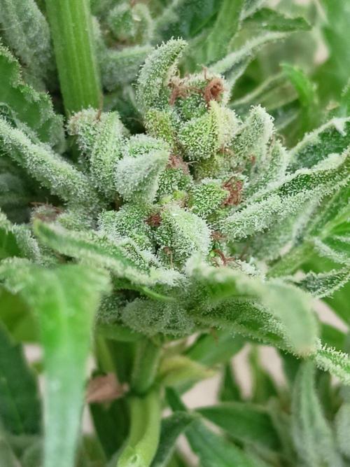 OUT 26/ New/ Full Throttle Sensi Seeds. Week 12