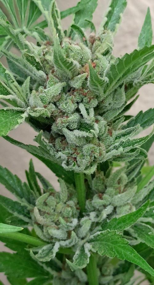 OUT 26/ New/ Full Throttle Sensi Seeds. Week 12