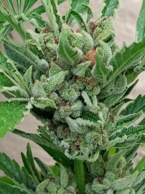 OUT 26/ New/ Full Throttle Sensi Seeds. Week 12