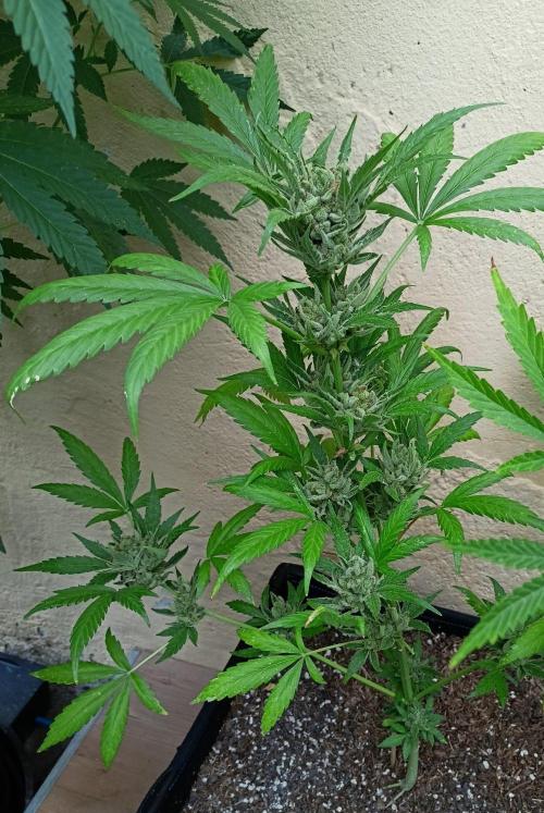 OUT26 //C4- Automatic// SensiSeeds. Week 12