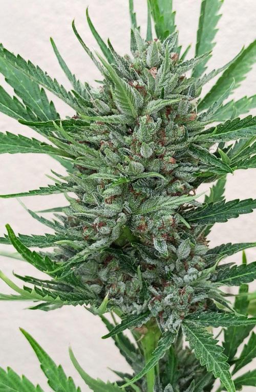 OUT26 //C4- Automatic// SensiSeeds. Week 12