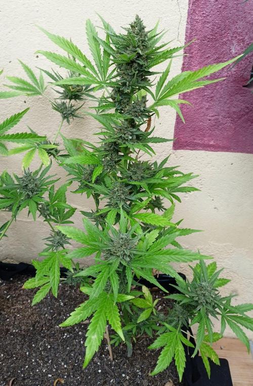 OUT26 //C4- Automatic// SensiSeeds. Week 12