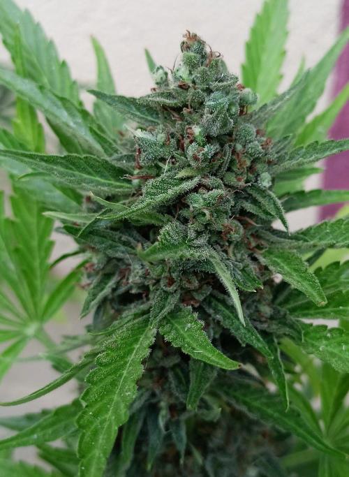 OUT26 //C4- Automatic// SensiSeeds. Week 12