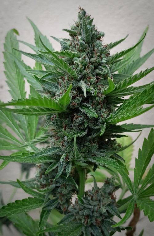 OUT26 //C4- Automatic// SensiSeeds. Week 12