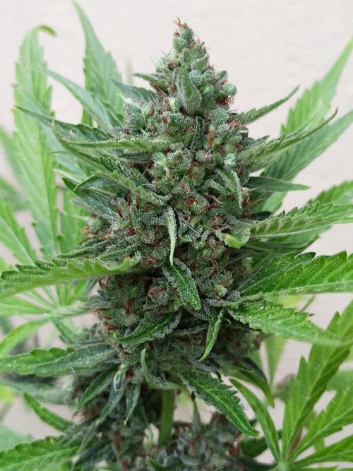 OUT26 //C4- Automatic// SensiSeeds. Week 12