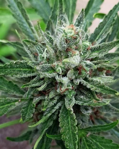 OUT26/NEW/ SPACE TUNNELS- Sensi Seeds. Week 10