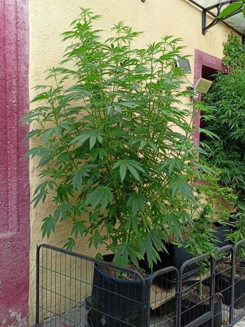 OUT26/NEW/ RED BOTTOMS- Sensi Seeds. Week 11
