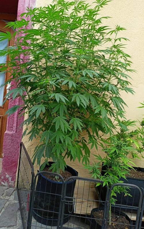 OUT26/NEW/ RED BOTTOMS- Sensi Seeds. Week 11