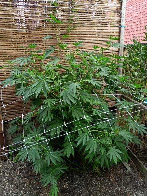 Outdoor 26// Alpskush- Swisscannabinoid. Week 16