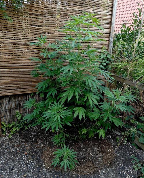 Outdoor 26// Alpskush- Swisscannabinoid. Week 16