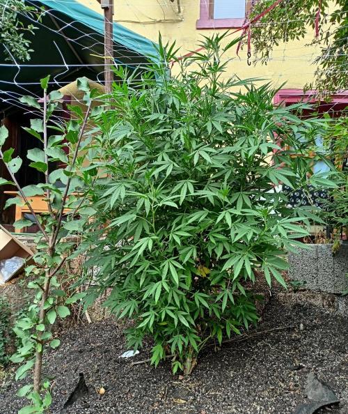 Outdoor 26// Hippieweed +Honey Cream. Week 16