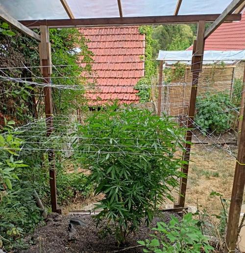 Outdoor 26// Hippieweed +Honey Cream. Week 16