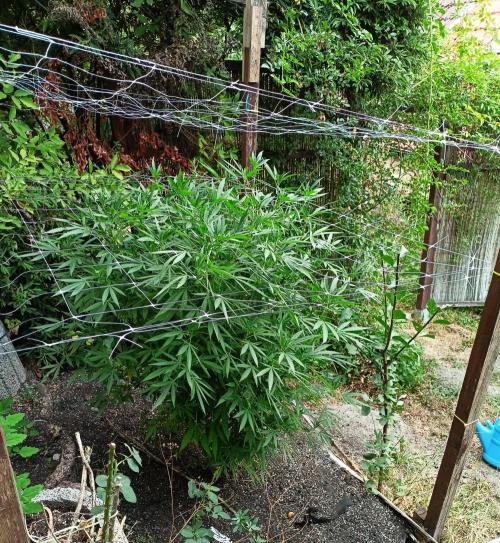 Outdoor 26// Hippieweed +Honey Cream. Week 16