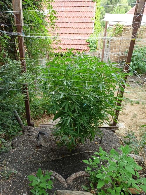 Outdoor 26// Hippieweed +Honey Cream. Week 16