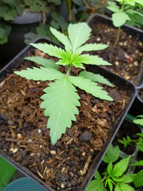 Zinnapple. Week 3