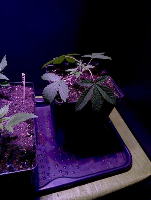 Delicious Zinnapple  HAZELBOX. Week 4