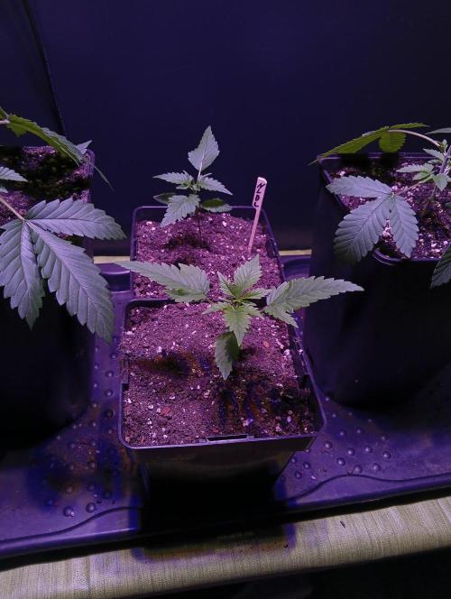 Delicious Zinnapple  HAZELBOX. Week 4