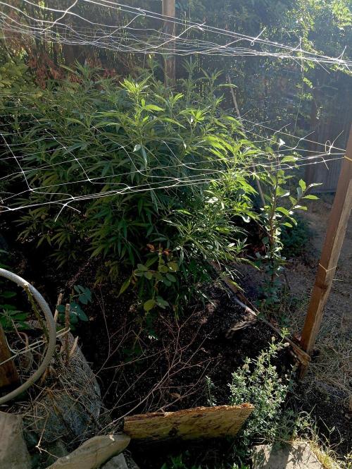 Outdoor 26// Hippieweed +Honey Cream. Week 17