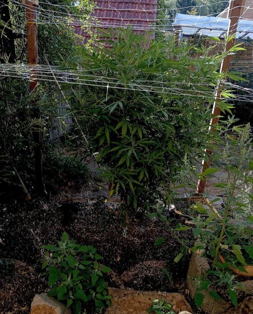 Outdoor 26// Hippieweed +Honey Cream. Week 17