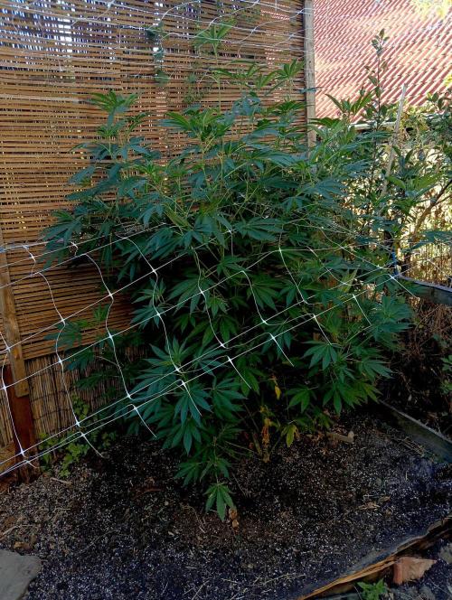 Outdoor 26// Alpskush- Swisscannabinoid. Week 17