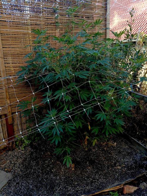 Outdoor 26// Alpskush- Swisscannabinoid. Week 17