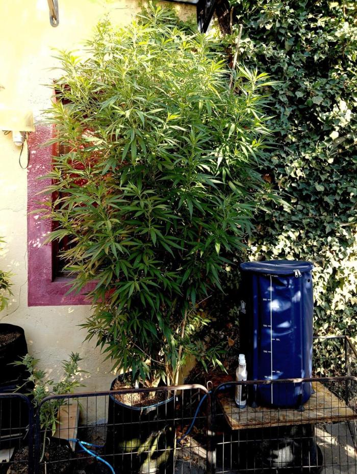 OUT 26// Shining Silver Haze/ Autopot. Week 15