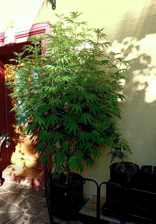 OUT26/NEW/ RED BOTTOMS- Sensi Seeds. Week 12