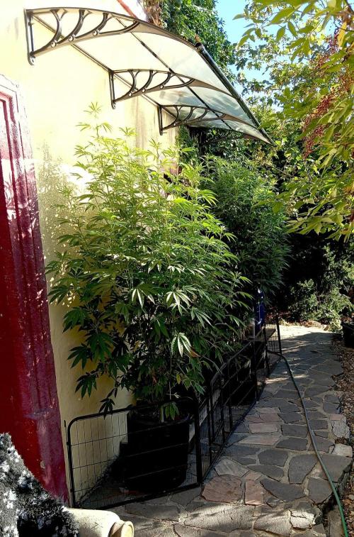 OUT26/NEW/ RED BOTTOMS- Sensi Seeds. Week 12