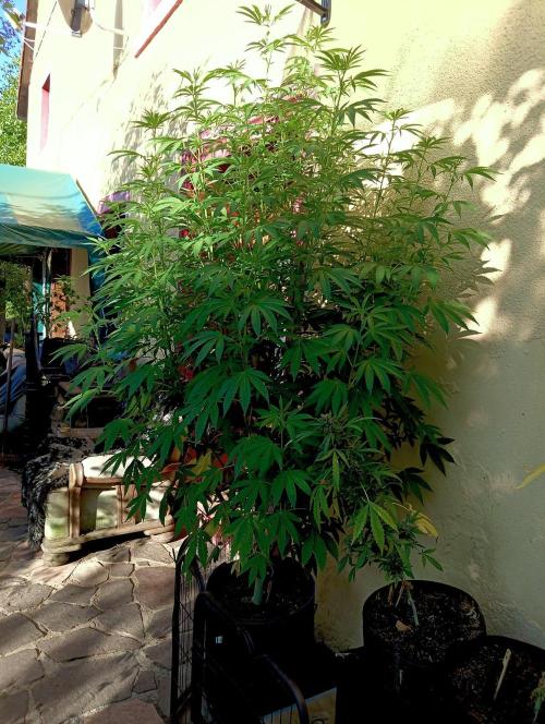 OUT26/NEW/ RED BOTTOMS- Sensi Seeds. Week 12