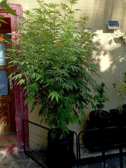 OUT26/NEW/ RED BOTTOMS- Sensi Seeds. Week 12
