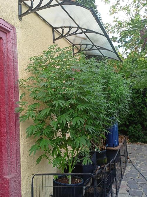 OUT26/NEW/ RED BOTTOMS- Sensi Seeds. Week 13