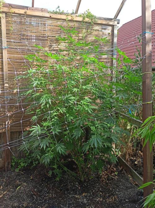 Outdoor 26// Alpskush- Swisscannabinoid. Week 18