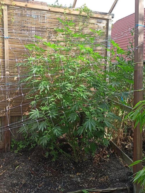 Outdoor 26// Alpskush- Swisscannabinoid. Week 18